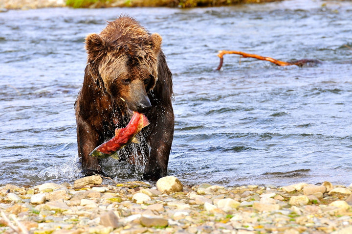 Understanding Alaska's Fisheries